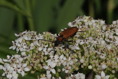 Stictoleptura rubra